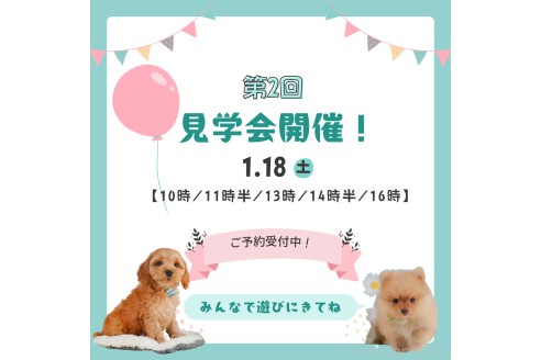 成約済の静岡県のポメラニアン-362701の2枚目